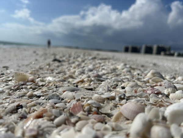 A detailed look at the beach and some of its common shells.